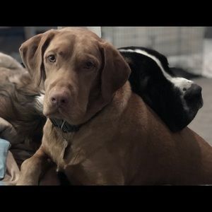 Meet your Posher, Elizabeth